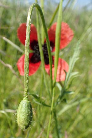 Papaver argemone \ Sand-Mohn / Prickly Poppy, D St. Leon - Rot 17.5.2019