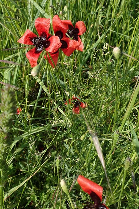 Papaver argemone \ Sand-Mohn / Prickly Poppy, D St. Leon - Rot 17.5.2019
