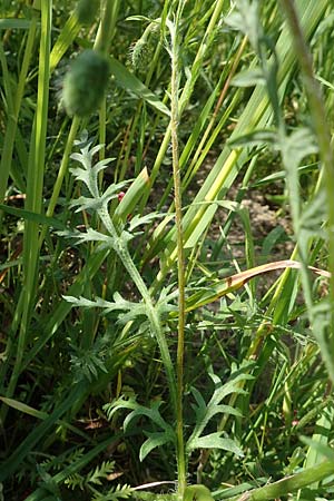 Papaver argemone \ Sand-Mohn / Prickly Poppy, D St. Leon - Rot 17.5.2019
