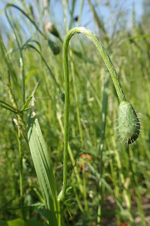 Papaver argemone \ Sand-Mohn / Prickly Poppy, D St. Leon - Rot 17.5.2019