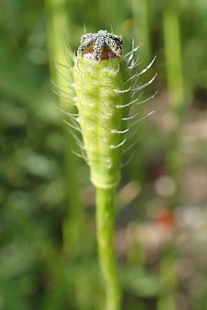 Papaver argemone \ Sand-Mohn / Prickly Poppy, D St. Leon - Rot 17.5.2019