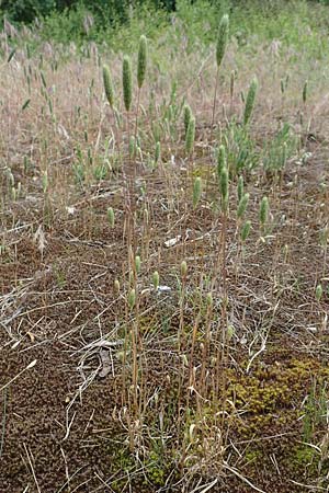 Phleum arenarium \ Sand-Lieschgras / Sand Cat's-Tail, D Seeheim an der Bergstra&szlig;e 12.6.2019
