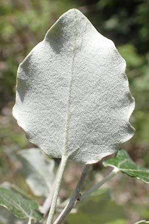 Populus alba \ Silber-Pappel / White Poplar, D Mannheim 16.6.2019