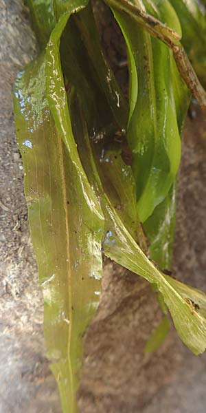 Potamogeton alpinus \ Alpen-Laichkraut / Alpine Pontweed, Red Pontweed, D Hinterzarten 16.7.2019