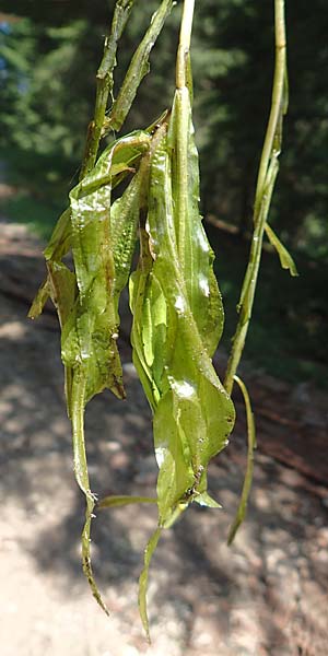 Potamogeton alpinus \ Alpen-Laichkraut / Alpine Pontweed, Red Pontweed, D Hinterzarten 16.7.2019