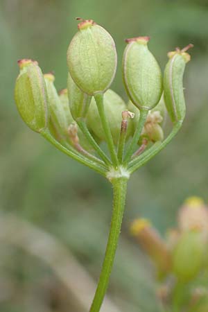 Pastinaca sativa \ Pastinak / Parsnip, D Gr&uuml;nstadt-Asselheim 9.9.2019