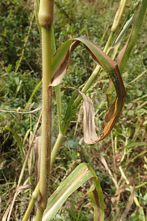 Panicum miliaceum subsp. agricola \ Bauern-Rispen-Hirse / Farmer's Millet, D Mannheim 16.9.2019