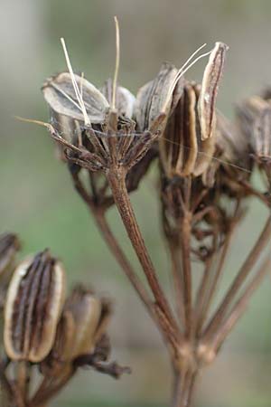 Peucedanum alsaticum \ Els&auml;sser Haarstrang / Alsatian Parsley, D R&uuml;sselsheim 5.10.2019