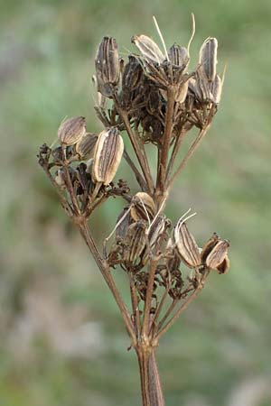 Peucedanum alsaticum \ Els&auml;sser Haarstrang / Alsatian Parsley, D R&uuml;sselsheim 5.10.2019