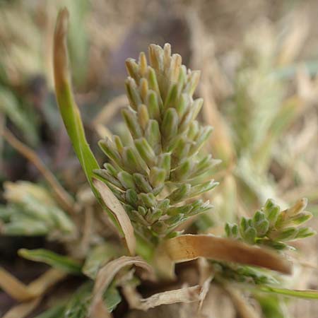 Sclerochloa dura \ Gew&ouml;hnliches Hartgras / Common Hardgrass, Fairground Grass, D Gr&uuml;nstadt-Asselheim 4.5.2020