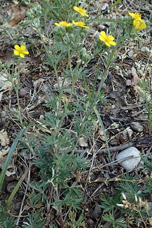 Potentilla argentea agg. \ Silber-Fingerkraut / Hoary Cinquefoil, D Schwetzingen 15.5.2020