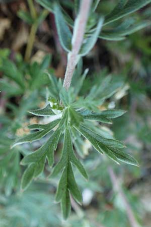 Potentilla argentea agg. \ Silber-Fingerkraut / Hoary Cinquefoil, D Schwetzingen 15.5.2020