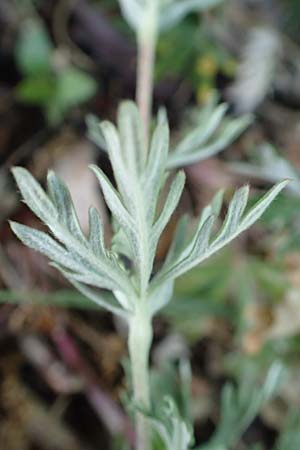 Potentilla argentea agg. \ Silber-Fingerkraut / Hoary Cinquefoil, D Schwetzingen 15.5.2020