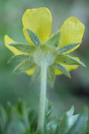Potentilla argentea agg. \ Silber-Fingerkraut / Hoary Cinquefoil, D Schwetzingen 15.5.2020