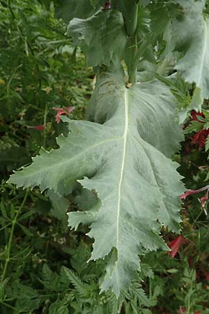 Papaver somniferum \ Schlaf-Mohn / Opium Poppy, D Hemsbach 4.6.2020