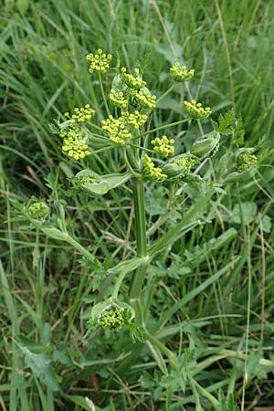 Pastinaca sativa, Pastinak