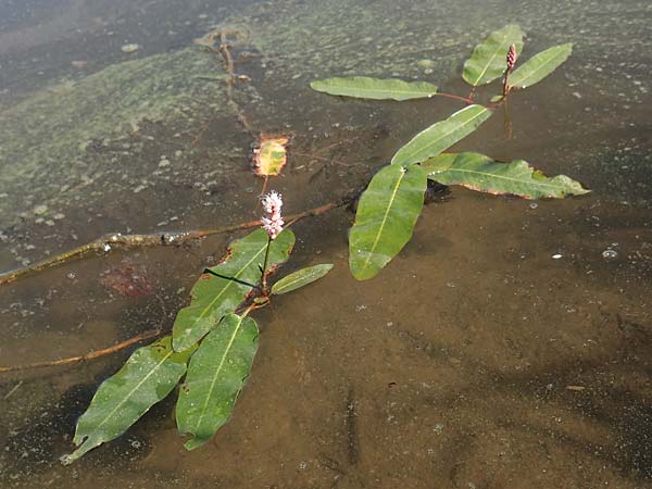 Persicaria amphibia \ Wasser-Kn�terich / Water Knotweed, Willow Grass, D Sachsen-Anhalt, Havelberg 18.9.2020