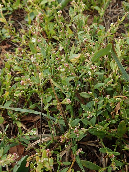 Polygonum aviculare \ Echter Vogel-Kn�terich / Common Knotgrass, English Knotgrass, D Sachsen-Anhalt, S&uuml;lzetal-S&uuml;lldorf 27.9.2020