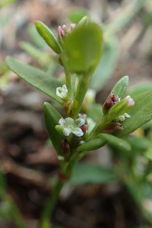 Polygonum aviculare \ Echter Vogel-Kn�terich / Common Knotgrass, English Knotgrass, D Sachsen-Anhalt, S&uuml;lzetal-S&uuml;lldorf 27.9.2020