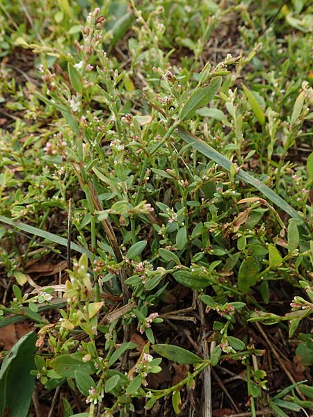 Polygonum aviculare \ Echter Vogel-Kn�terich / Common Knotgrass, English Knotgrass, D Sachsen-Anhalt, S&uuml;lzetal-S&uuml;lldorf 27.9.2020