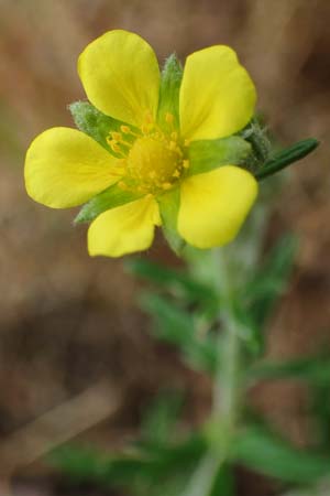 Potentilla argentea agg. \ Silber-Fingerkraut / Hoary Cinquefoil, D Hockenheim 8.6.2021