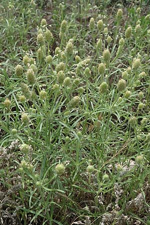 Plantago arenaria, Sand-Wegerich Plantago arenaria, Sand-Wegerich