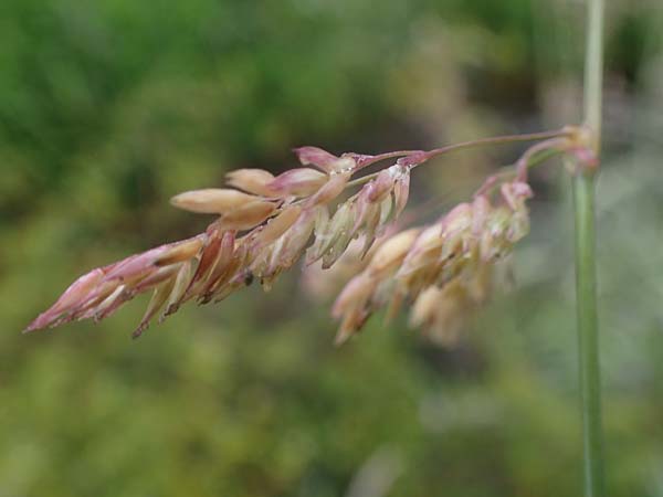 Phalaris arundinacea var. picta \ Buntes Glanzgras / Variegated Ribbon Grass, Gardener's Garters, D Schwarzwald/Black-Forest, Forbach-Herrenwies 13.7.2021