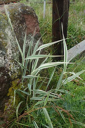 Phalaris arundinacea var. picta \ Buntes Glanzgras / Variegated Ribbon Grass, Gardener's Garters, D Schwarzwald/Black-Forest, Forbach-Herrenwies 13.7.2021