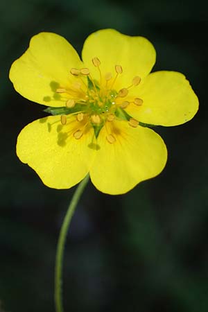 Potentilla anglica \ Niederliegendes Fingerkraut / Trailing Tormentil, D M&ouml;rfelden-Walldorf 14.8.2021