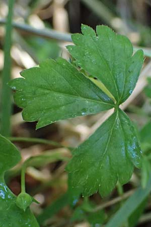 Potentilla anglica \ Niederliegendes Fingerkraut / Trailing Tormentil, D M&ouml;rfelden-Walldorf 14.8.2021