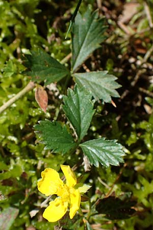 Potentilla anglica \ Niederliegendes Fingerkraut / Trailing Tormentil, D M&ouml;rfelden-Walldorf 14.8.2021