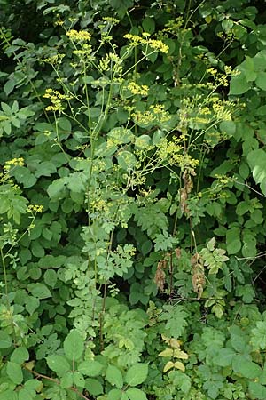Pastinaca sativa subsp. urens \ Brennender Pastinak / Stinging Parsnip, D Kaiserslautern 15.8.2021
