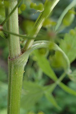 Pastinaca sativa subsp. urens \ Brennender Pastinak / Stinging Parsnip, D Kaiserslautern 15.8.2021