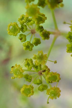 Pastinaca sativa subsp. urens \ Brennender Pastinak / Stinging Parsnip, D Kaiserslautern 15.8.2021