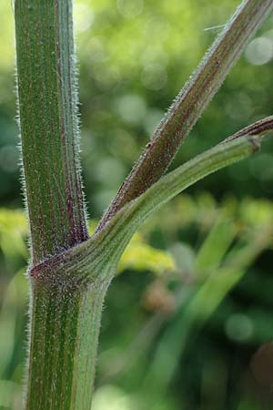 Pastinaca sativa subsp. urens \ Brennender Pastinak / Stinging Parsnip, D Kaiserslautern 15.8.2021