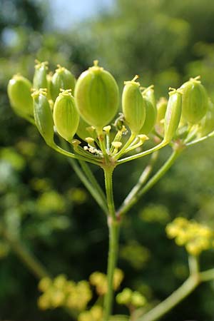 Pastinaca sativa subsp. urens \ Brennender Pastinak / Stinging Parsnip, D Kaiserslautern 15.8.2021