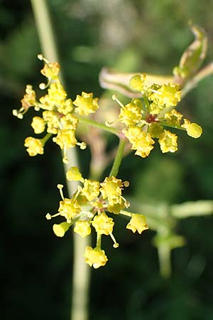 Pastinaca sativa subsp. urens \ Brennender Pastinak / Stinging Parsnip, D Kaiserslautern 15.8.2021