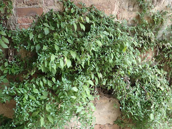 Parietaria judaica \ �stiges Glaskraut, Mauer-Glaskraut / Pellitory-of-the-Wall, D Bad Kreuznach 3.10.2021