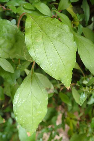 Parietaria judaica \ �stiges Glaskraut, Mauer-Glaskraut / Pellitory-of-the-Wall, D Bad Kreuznach 3.10.2021