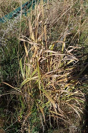 Panicum virgatum \ Rotbraunbl&auml;ttrige Ruten-Hirse / Switch Grass, D Ludwigshafen 22.10.2021