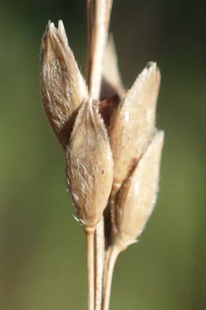 Panicum virgatum \ Rotbraunbl&auml;ttrige Ruten-Hirse / Switch Grass, D Ludwigshafen 22.10.2021