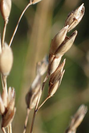 Panicum virgatum \ Rotbraunbl&auml;ttrige Ruten-Hirse / Switch Grass, D Ludwigshafen 22.10.2021