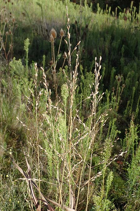 Panicum virgatum \ Rotbraunbl&auml;ttrige Ruten-Hirse / Switch Grass, D Ludwigshafen 22.10.2021
