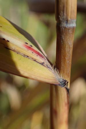 Panicum virgatum \ Rotbraunbl&auml;ttrige Ruten-Hirse / Switch Grass, D Ludwigshafen 22.10.2021