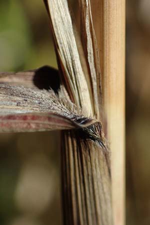 Panicum virgatum \ Rotbraunbl&auml;ttrige Ruten-Hirse / Switch Grass, D Ludwigshafen 22.10.2021
