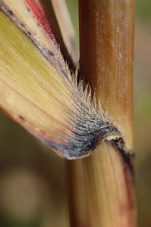 Panicum virgatum \ Rotbraunbl&auml;ttrige Ruten-Hirse / Switch Grass, D Ludwigshafen 22.10.2021