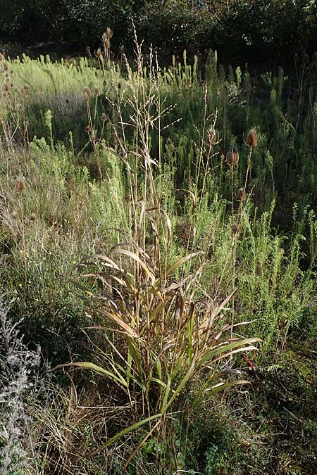 Panicum virgatum \ Rotbraunbl&auml;ttrige Ruten-Hirse / Switch Grass, D Ludwigshafen 22.10.2021