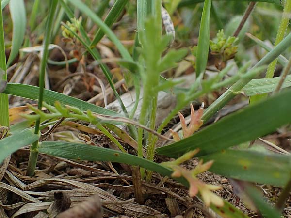 Papaver argemone \ Sand-Mohn / Prickly Poppy, D Bensheim 29.4.2022
