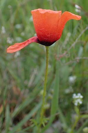 Papaver argemone \ Sand-Mohn / Prickly Poppy, D Bensheim 29.4.2022
