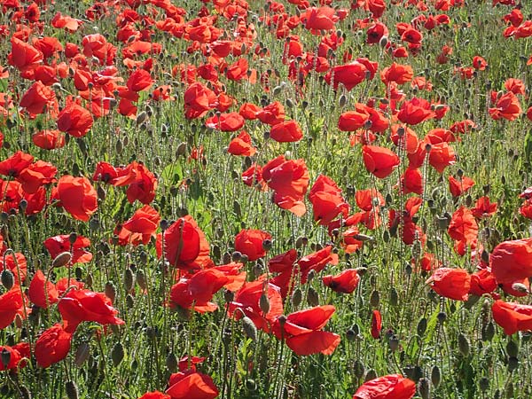 Papaver rhoeas \ Klatsch-Mohn / Common Poppy, D Th&uuml;ringen, Bottendorf 6.6.2022